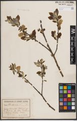 Foto von Salix caprea L.